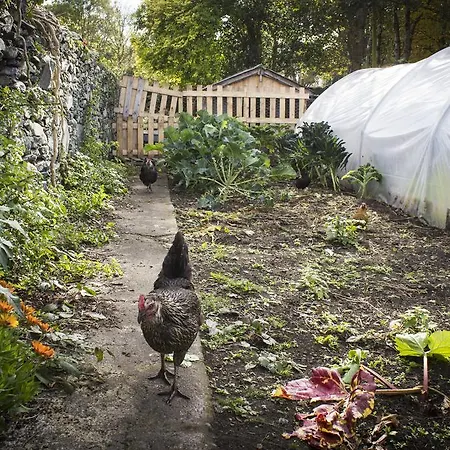 بيت شباب The Black Sheep *