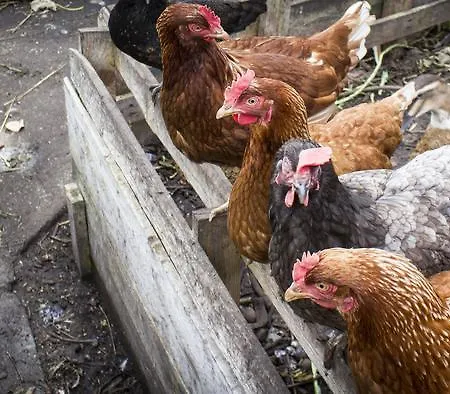 بيت شباب The Black Sheep كيلارني