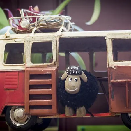 بيت شباب The Black Sheep