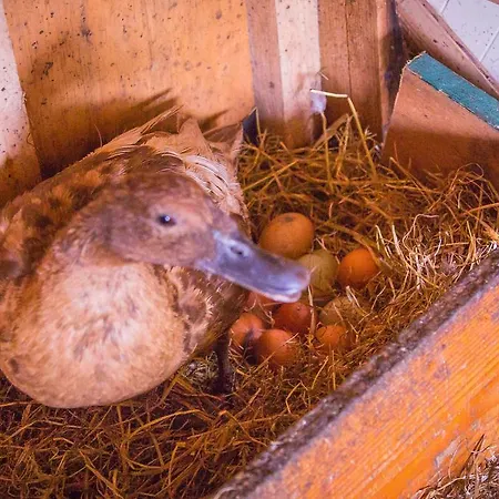 The Black Sheep * Killarney