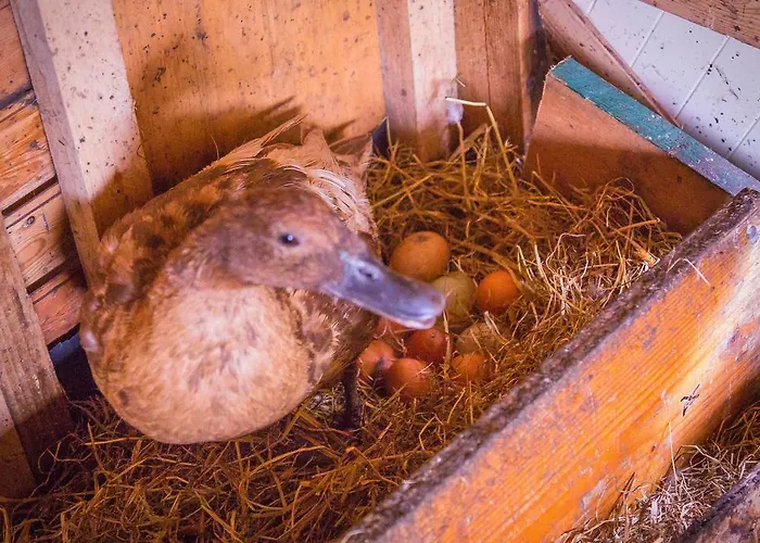 The Black Sheep * Killarney