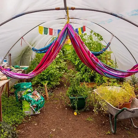 بيت شباب The Black Sheep كيلارني