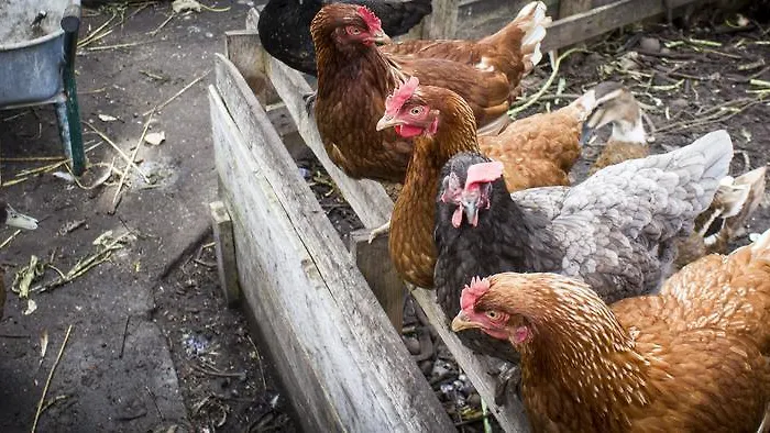 Hostel The Black Sheep Killarney